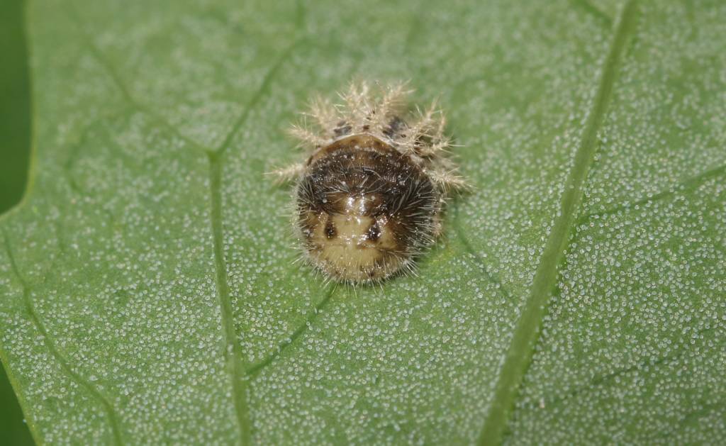 Subcoccinella vigintiquatuorpunctata - Коровка люцерновая