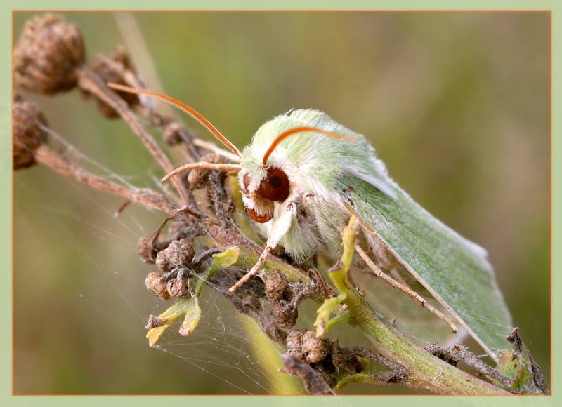 Calamia tridens - Совка травянистая
