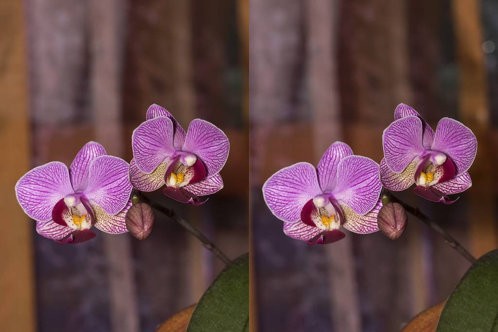 Phalaenopsis Ileana Baldi