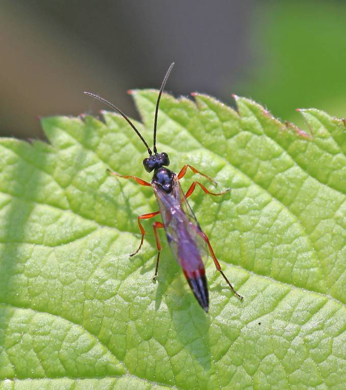 Ichneumonidae80