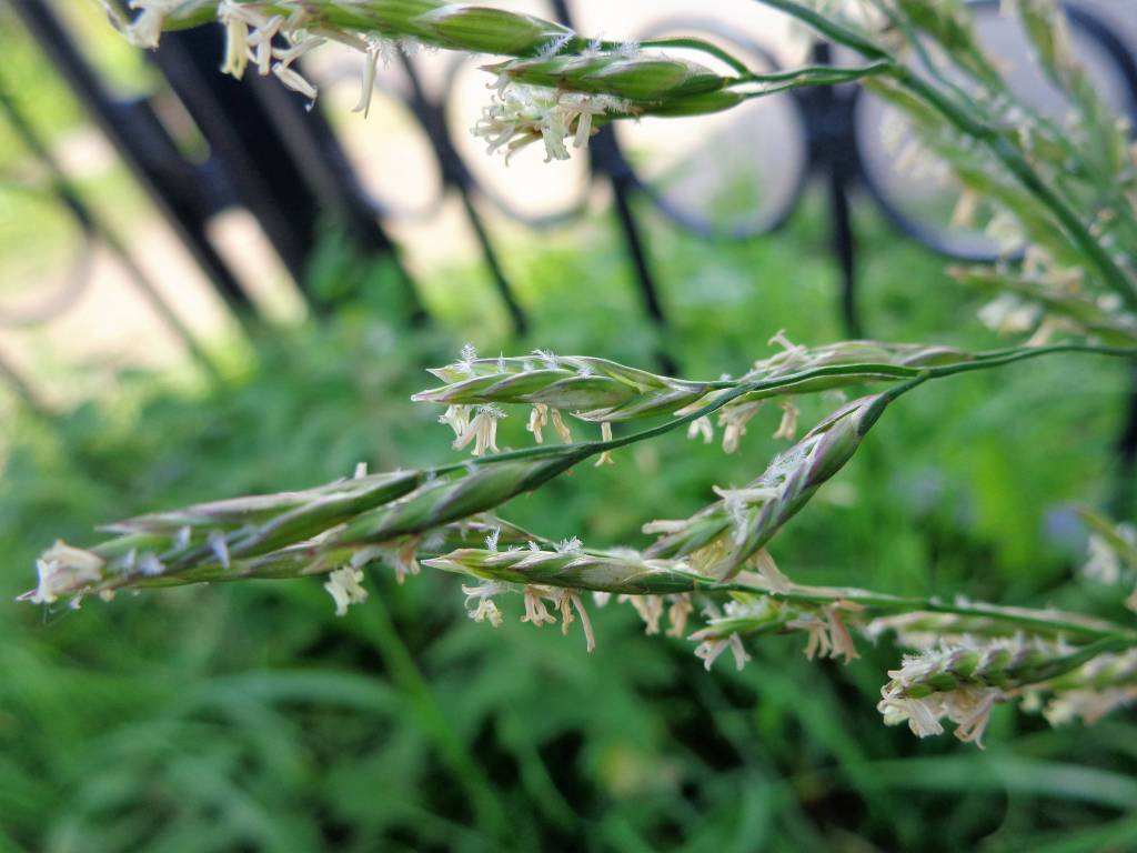 Festuca arundinacea - Овсяница тростниковая