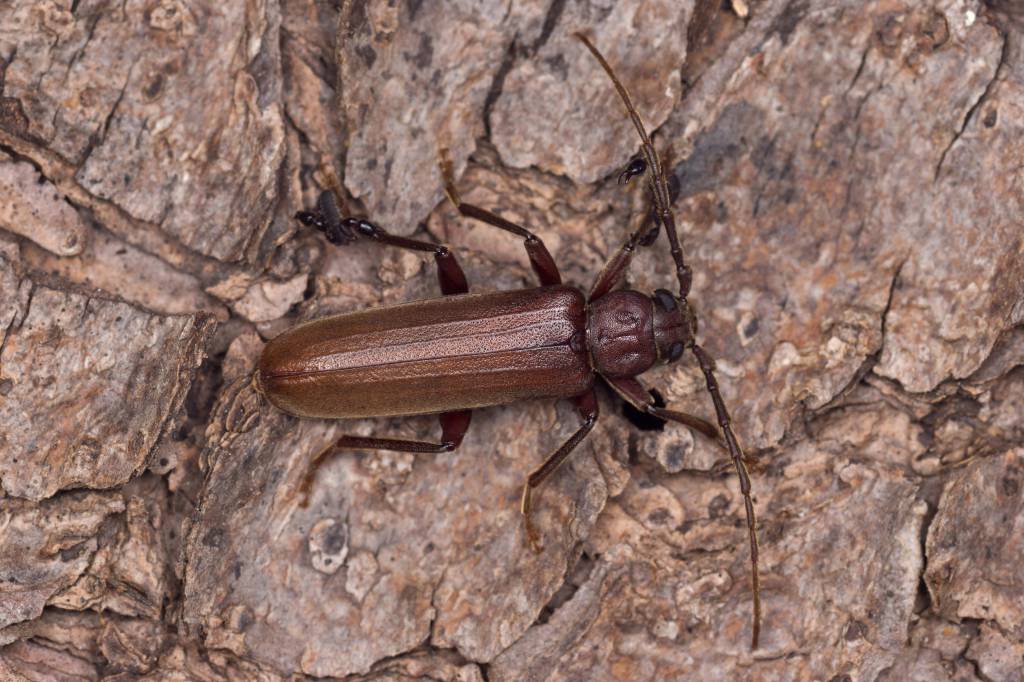 Arhopalus rusticus - Усач бурый сосновый