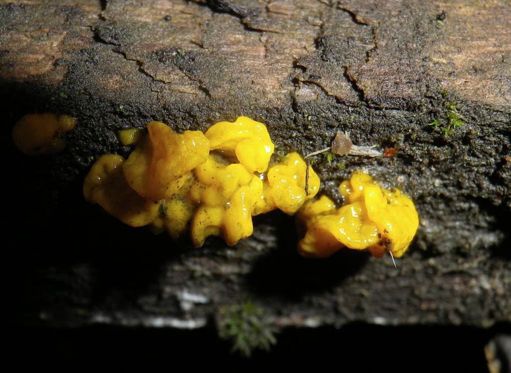Dacrymyces chrysospermus - Дакримицес золотистоспоровый