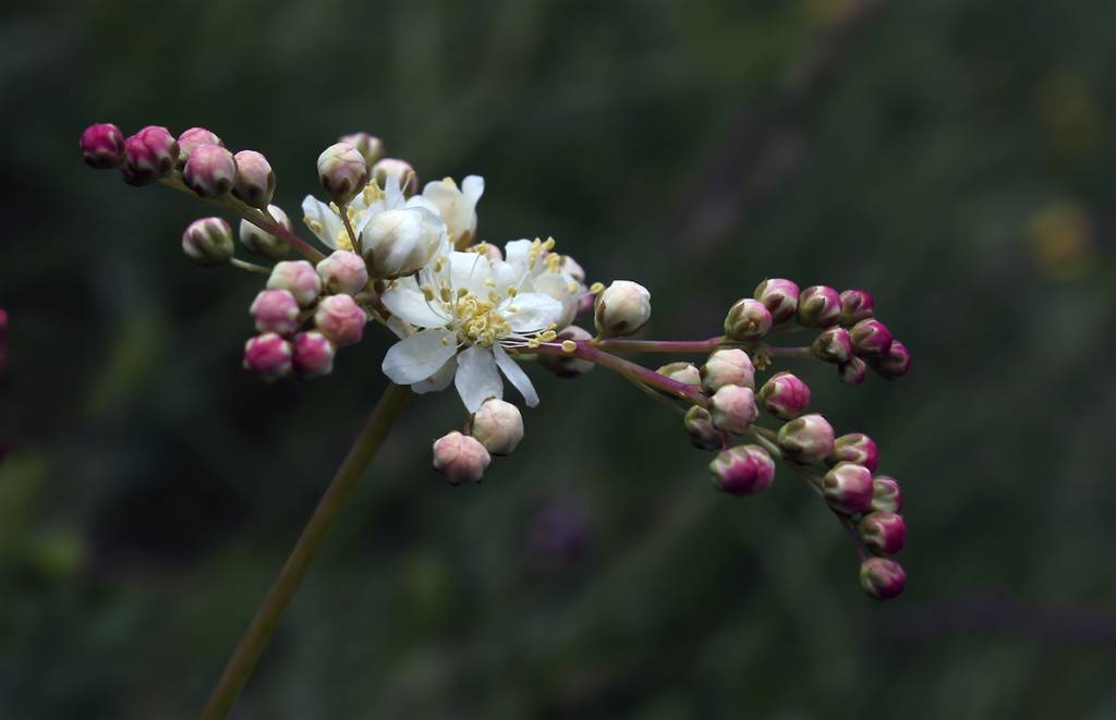 Filipendula vulgaris - Лабазник обыкновенный