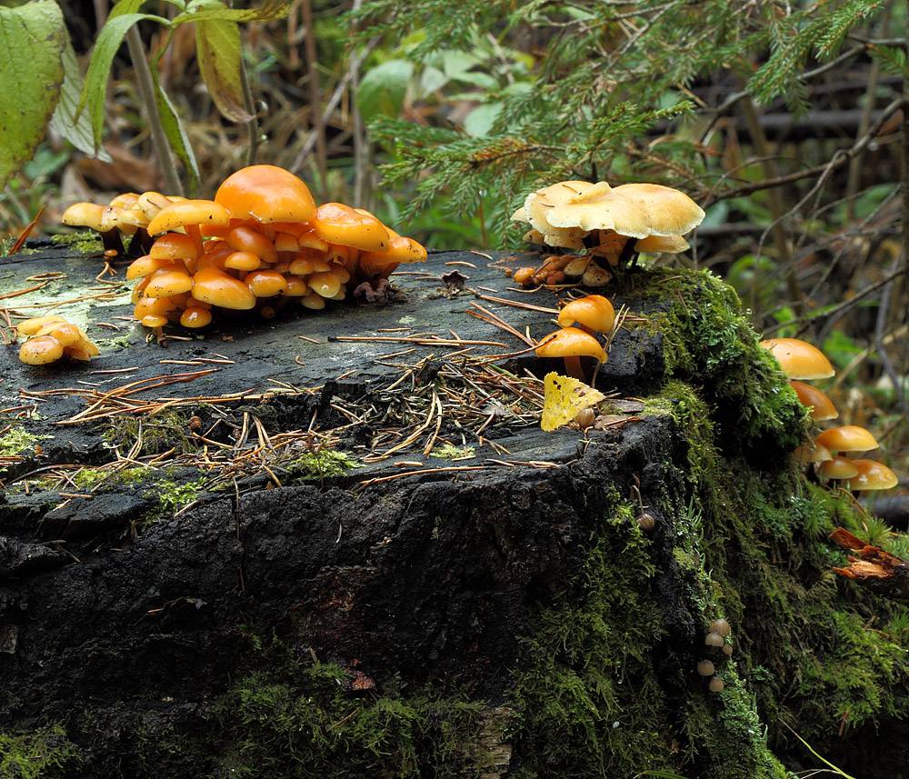 Поганки растущие на пне. Грибы на пнях. Оранжевые грибы на пнях. Желтые грибы на пне. Несъедобные грибы на пнях.