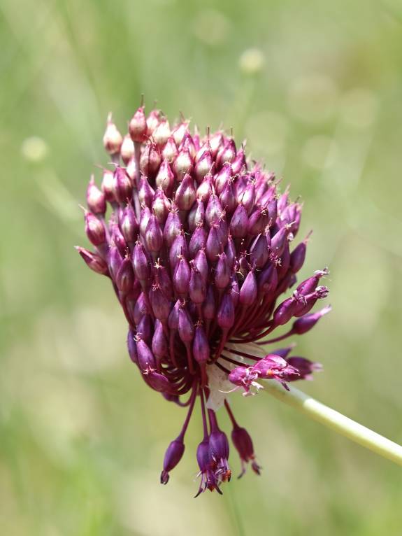 Allium phanerantherum subsp. phanerantherum