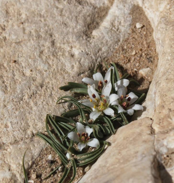 Colchicum palaestinum - Андроцимбиум палестинский, Безвременник палестинский