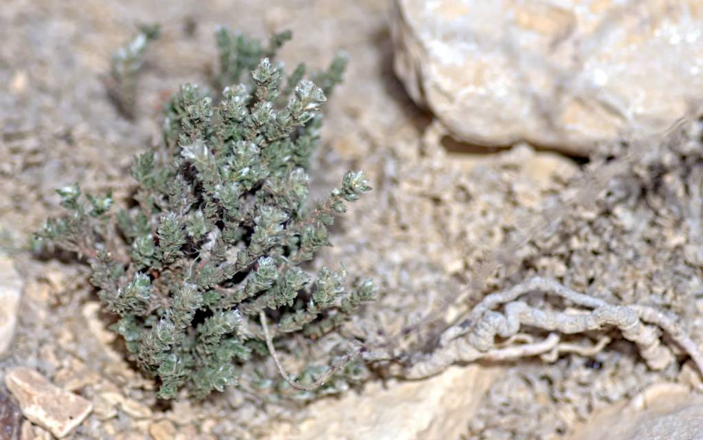 Paronychia capitata - Приноготовник головчатый