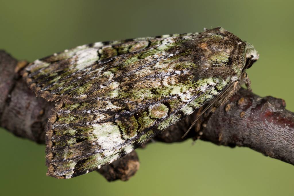 Anaplectoides prasina - Совка большая зеленоватая