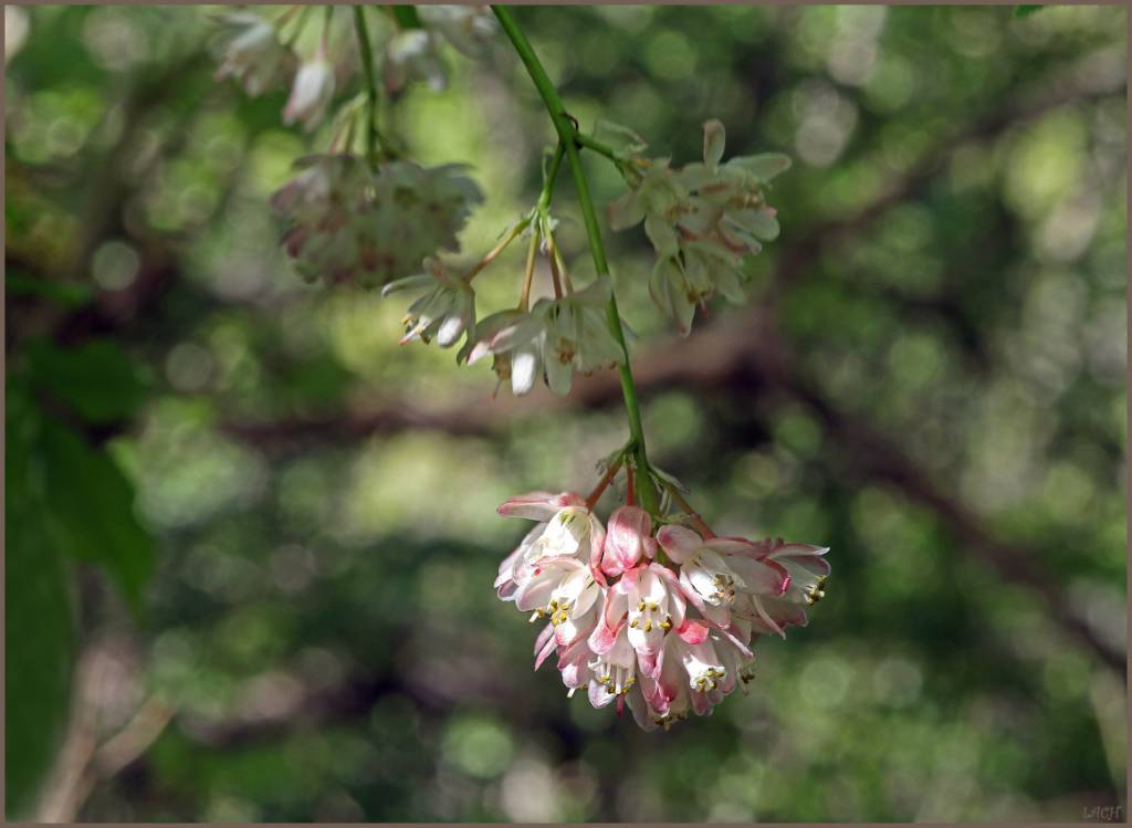 Staphylea pinnata - Клекачка перистая