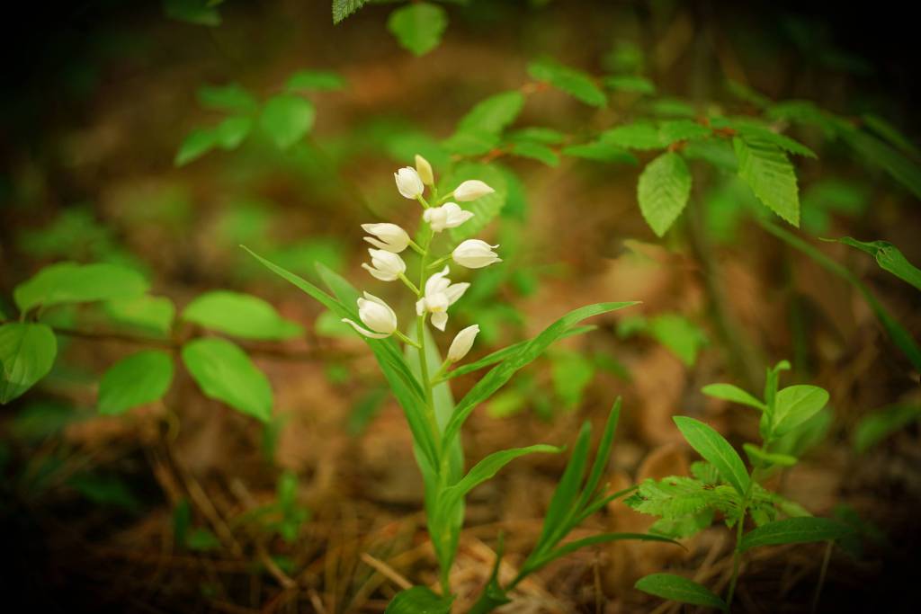 Cephalanthera longifolia - Пыльцеголовник длиннолистный