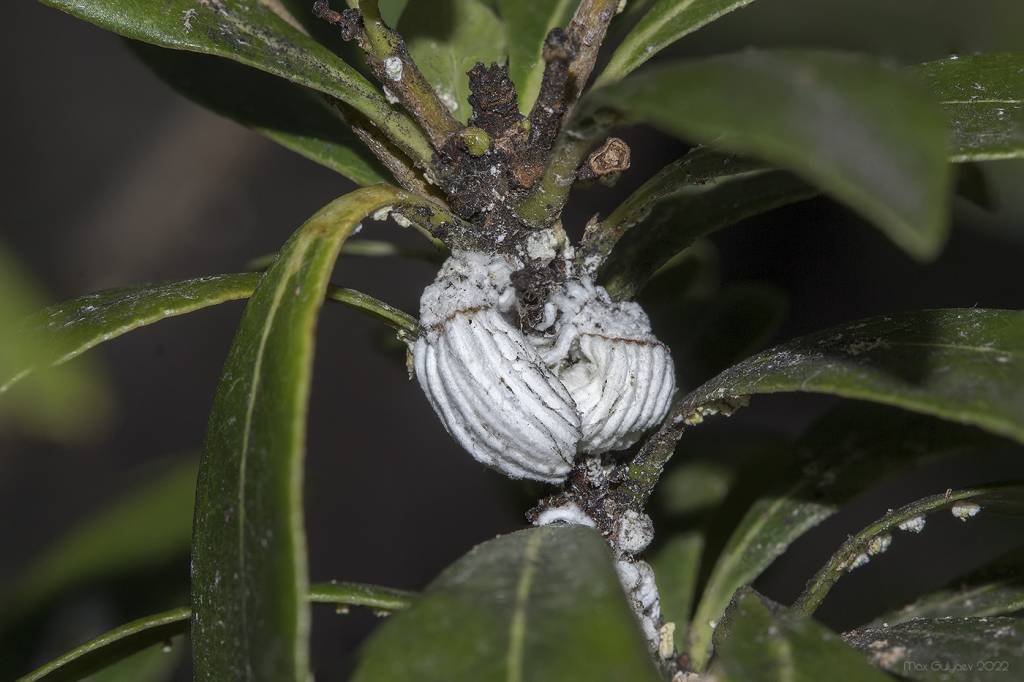 Pittosporum heterophyllum - Смолосемянник разнолистный