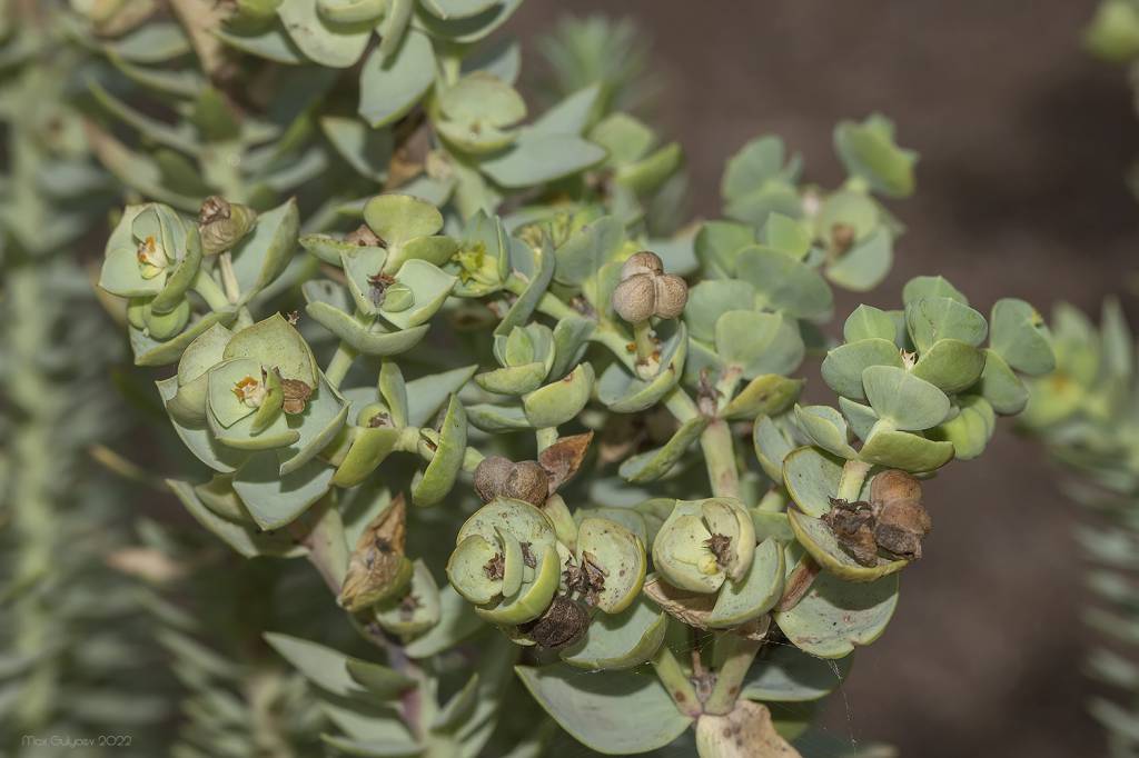Euphorbia paralias - Молочай прибрежный