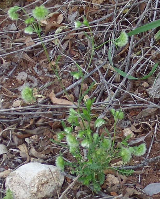 Lagoecia cuminoides - Лагеция кминовидная