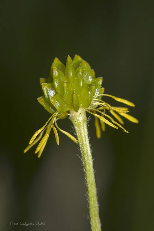 Ranunculus sardous - Лютик сардинский