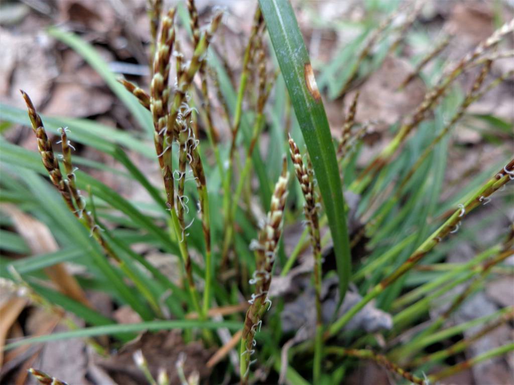 Carex digitata - Осока пальчатая