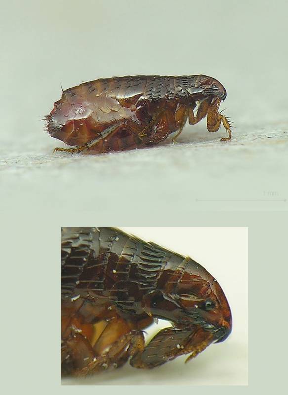 Ctenocephalides felis - Кошачья блоха