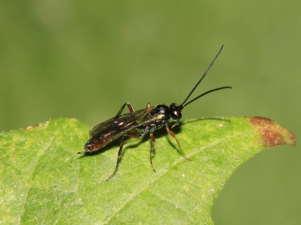 Ichneumonidae, Gen. sp.