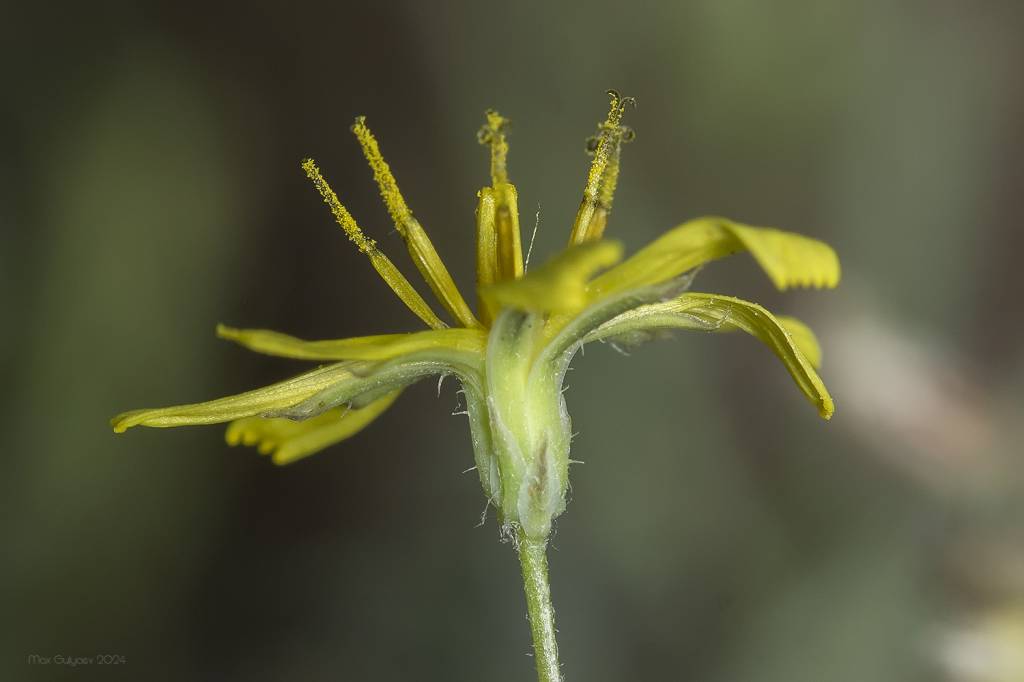 Crepis sancta subsp. sancta - Лагозерис священный