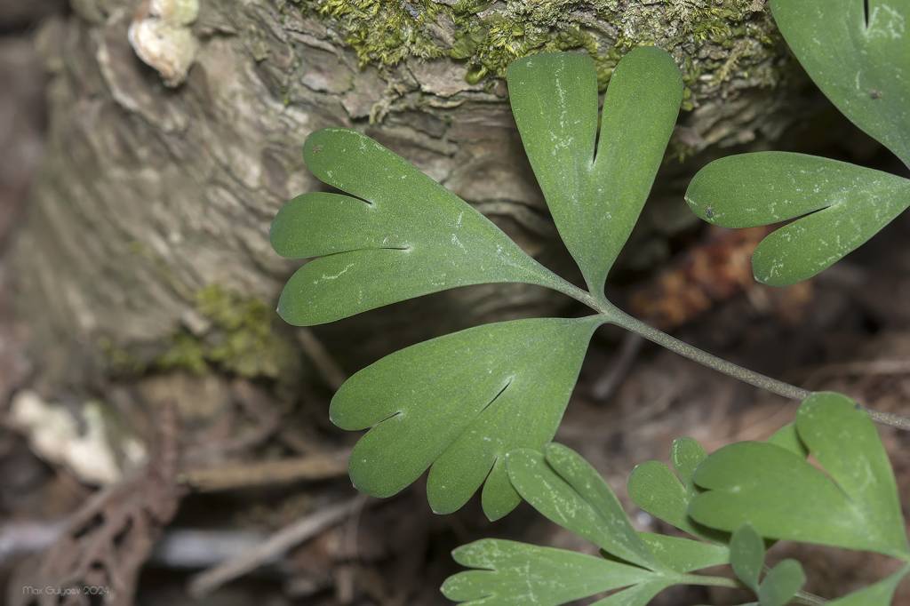 Corydalis paczoskii - Хохлатка Пачоского