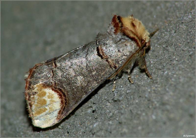 Phalera bucephala - лунка серебристая