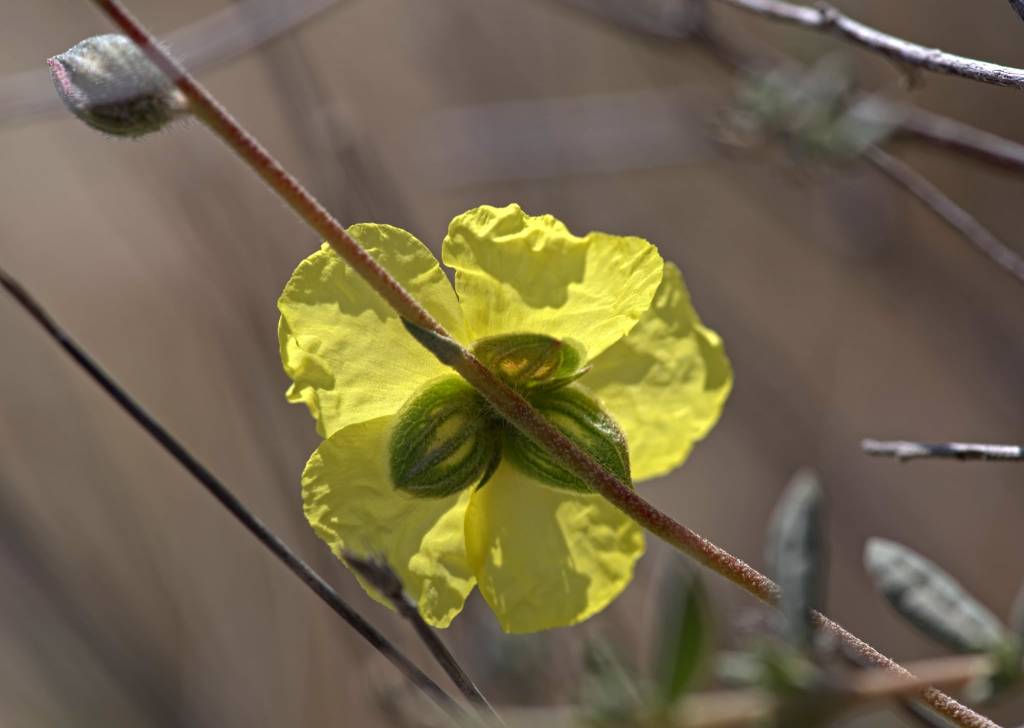 Helianthemum lippii - Солнцецвет Липпи, Ладанник Липпи
