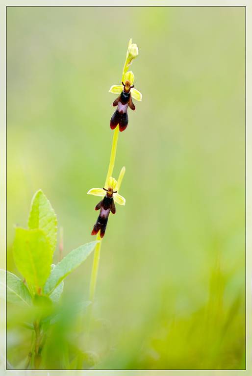 Ophrys insectifera - Офрис насекомоносная