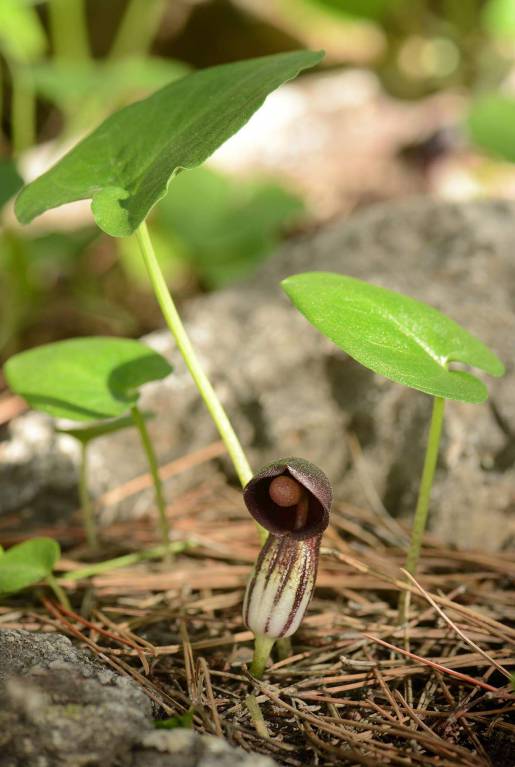 Arisarum vulgare - Аризарум обыкновенный