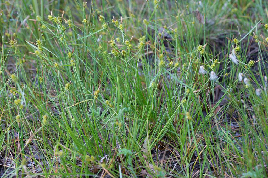 Carex flava - Осока жёлтая