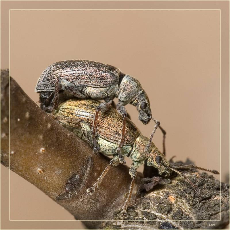 Phyllobius pyri - Слоник листовой грушевый