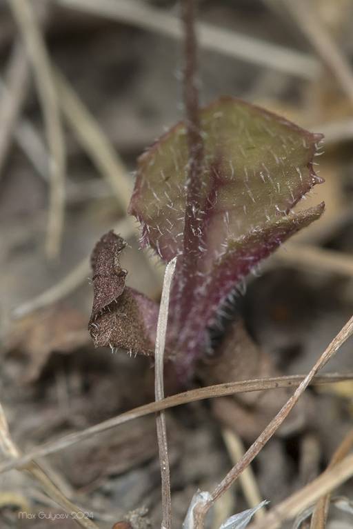 Crepis sancta subsp. sancta - Лагозерис священный