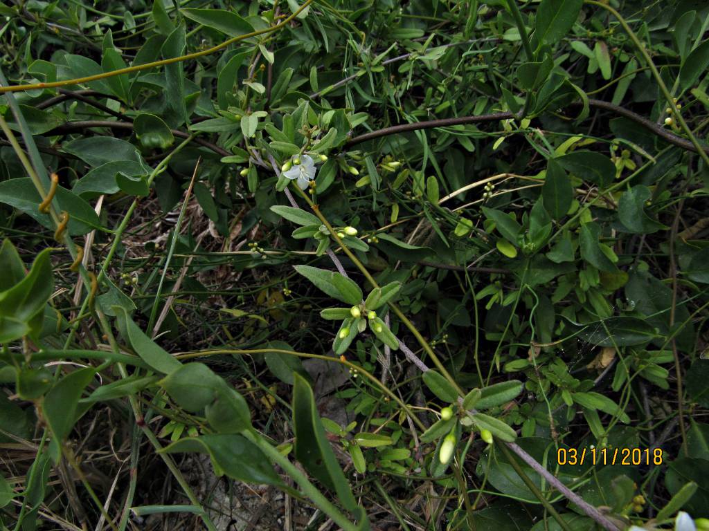 Jacquemontia havanensis