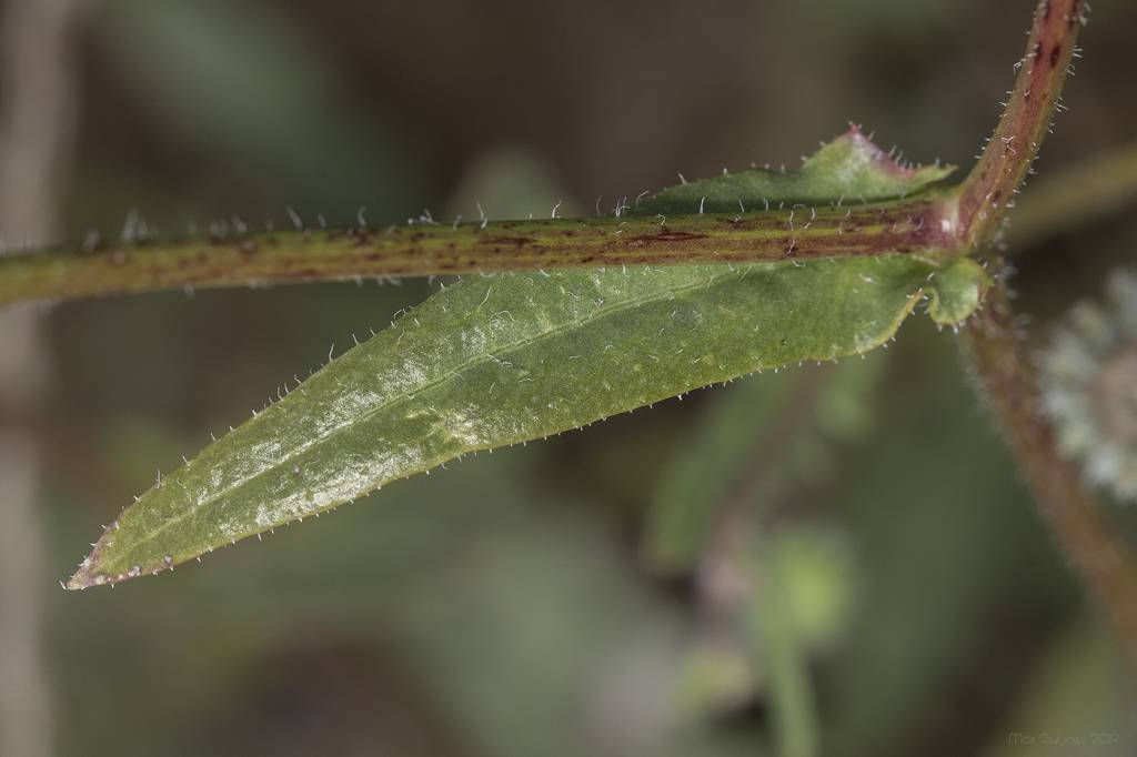 Crepis foetida subsp. rhoeadifolia - Скерда маколистная