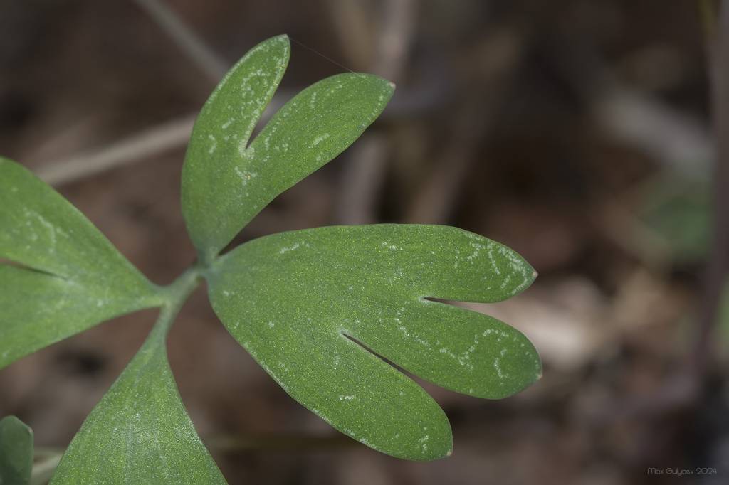 Corydalis paczoskii - Хохлатка Пачоского