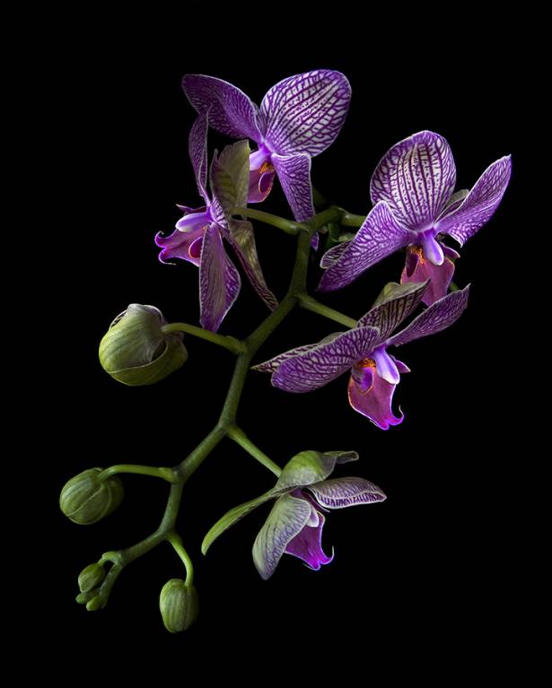 Phalaenopsis Ileana Baldi