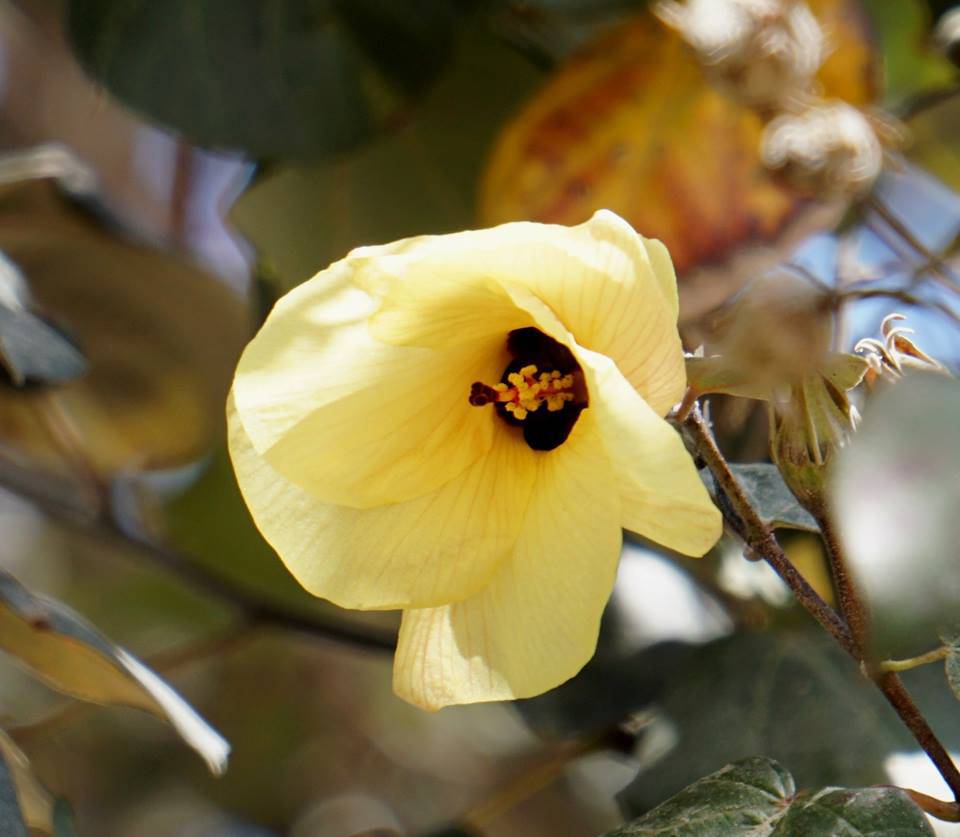 Hibiscus tiliaceus - Гибискус липовидный