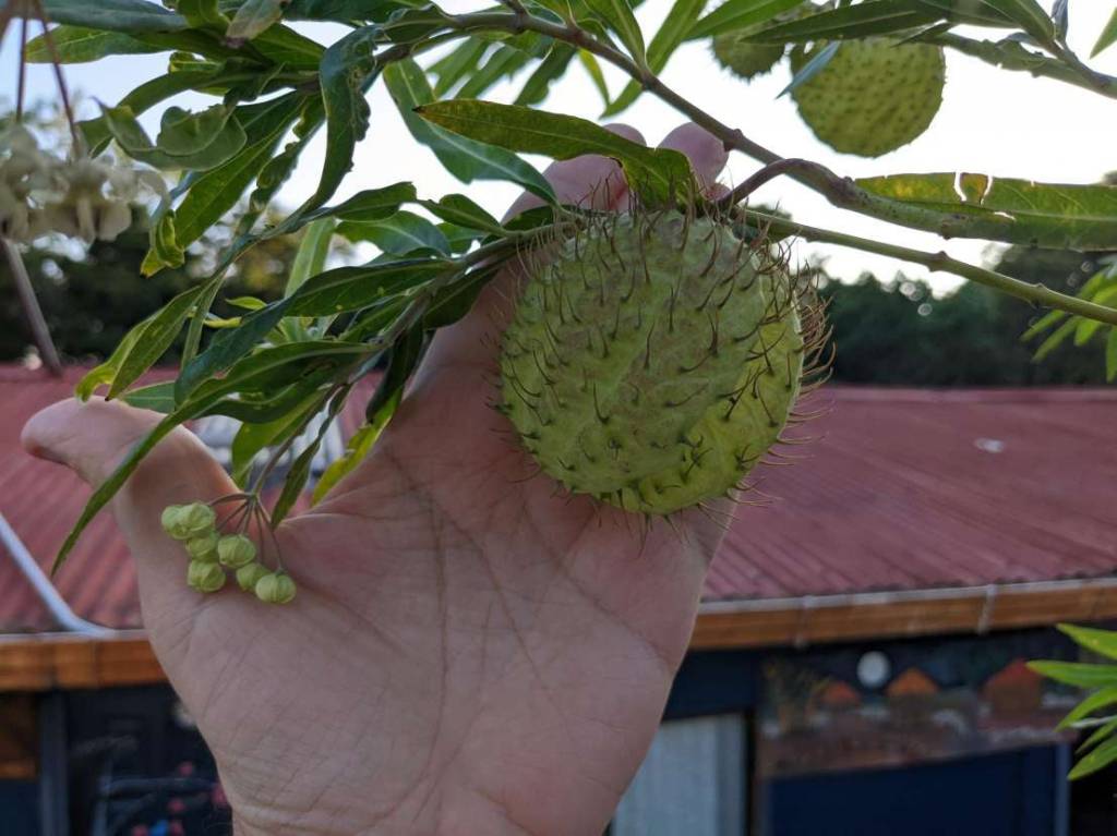 Gomphocarpus physocarpus - Ваточник пузыреплодный