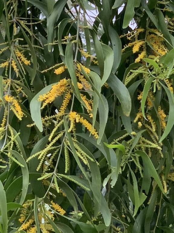 Acacia auriculiformis - Акация ушковидная