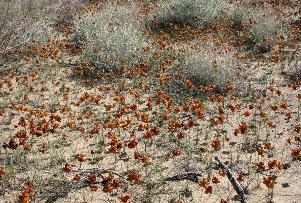 Carex physodes - Осока вздутая, Осока вздутоплодная
