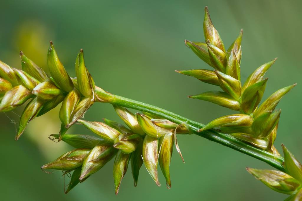 Carex elongata - Осока удлинённая