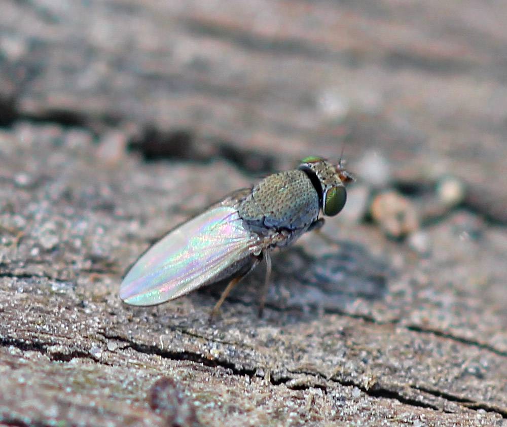 Diclasiopa lacteipennis