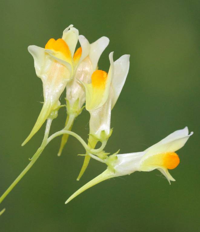 Linaria vulgaris - Льнянка обыкновенная