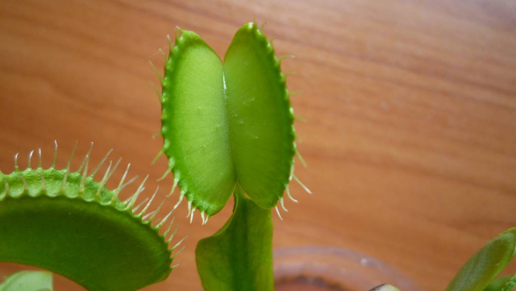 Dionaea muscipula - Венерина мухоловка