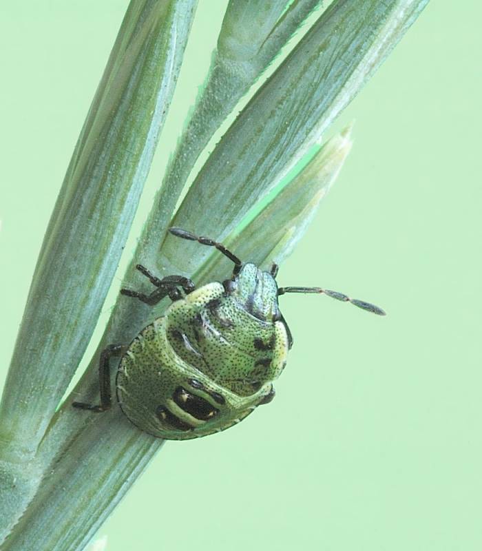 Palomena prasina - Щитник зеленый