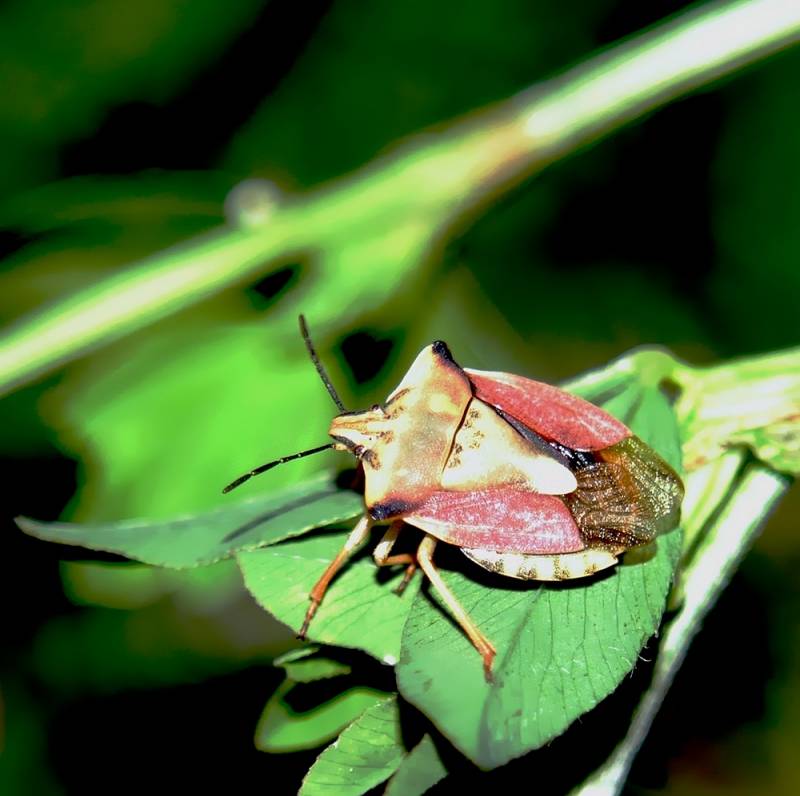 Carpocoris fuscispinus - Щитник остроплечий или щитник черношипный