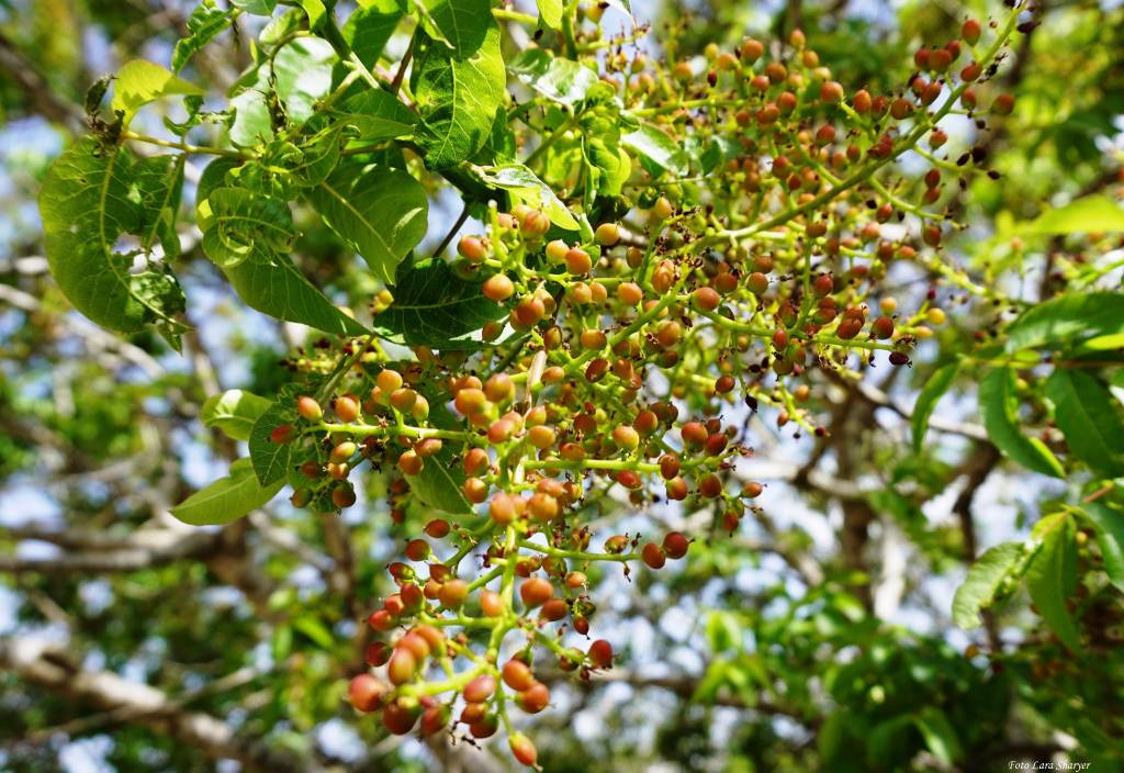 Pistacia terebinthus - Фисташка терпентинная, Терпентиновое дерево