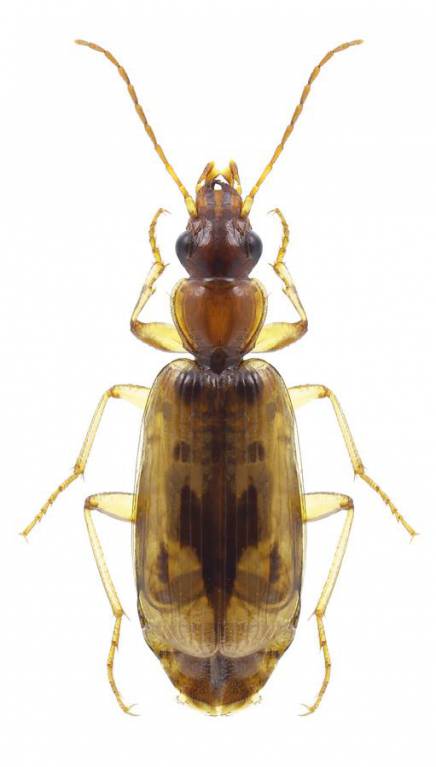 Cymindis andreae