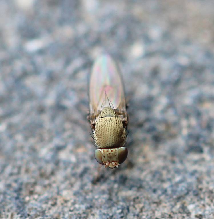 Diclasiopa lacteipennis