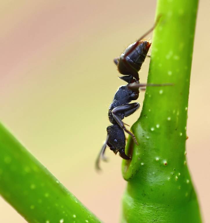 Просто муравей...