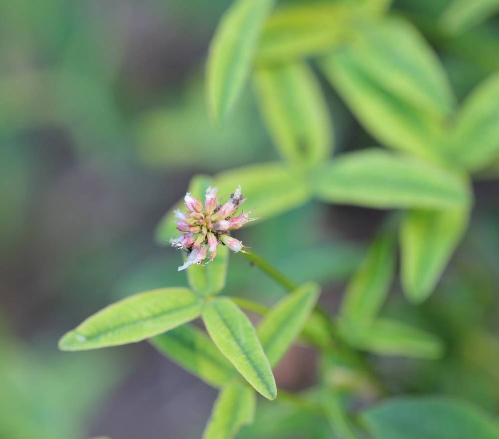 Trifolium alpestre - Клевер альпийский